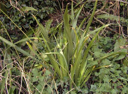 Image of stinking iris