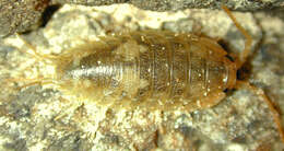 Image of Ligia oceanica