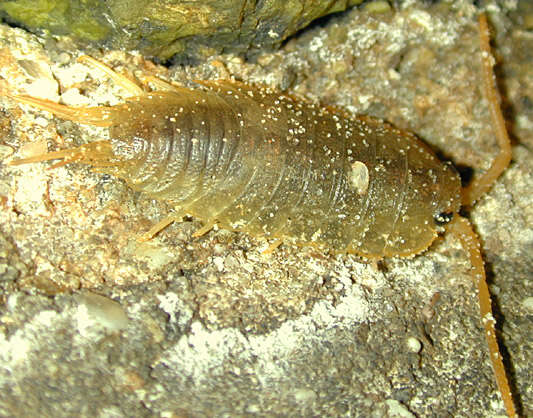 Image of Ligia oceanica