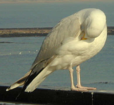 Image of European Herring Gull