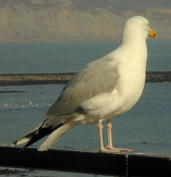 Image of European Herring Gull