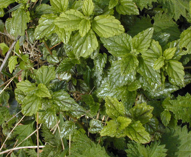 Imagem de Lamium galeobdolon subsp. argentatum (Smejkal) J. Duvign.