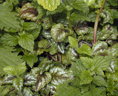 Imagem de Lamium galeobdolon subsp. argentatum (Smejkal) J. Duvign.