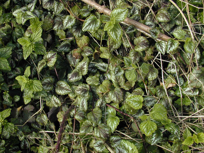 Imagem de Lamium galeobdolon subsp. argentatum (Smejkal) J. Duvign.