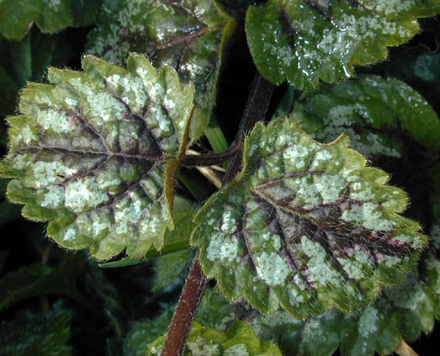 Imagem de Lamium galeobdolon subsp. argentatum (Smejkal) J. Duvign.