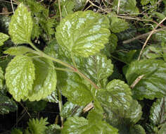 Imagem de Lamium galeobdolon subsp. argentatum (Smejkal) J. Duvign.