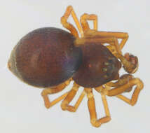 Image of Gongylidium rufipes (Linnaeus 1758)