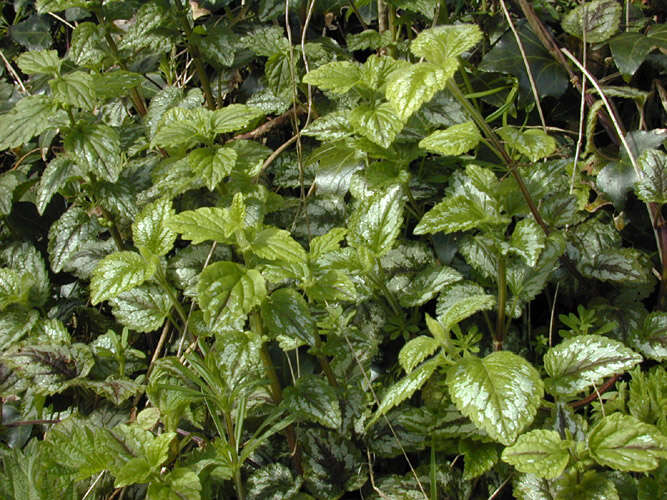 Imagem de Lamium galeobdolon subsp. argentatum (Smejkal) J. Duvign.