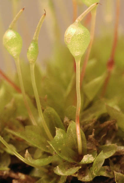 Image of Common Bladder Moss