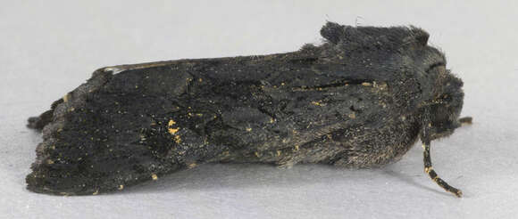 Image of black rustic