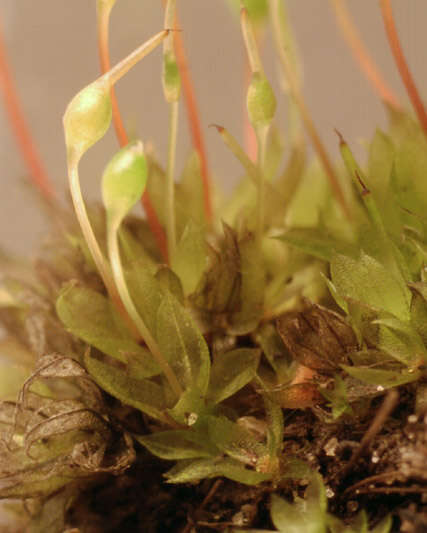 Image of Common Bladder Moss