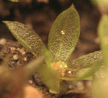 Image of Common Bladder Moss