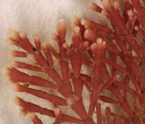 Image of common coral weed