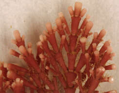 Image of common coral weed