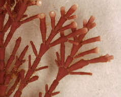 Image of common coral weed