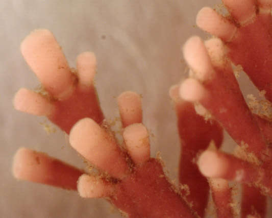 Image of common coral weed