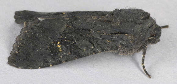 Image of black rustic