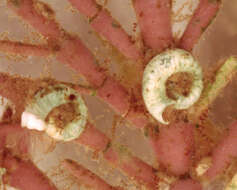 Image of Spirorbidae