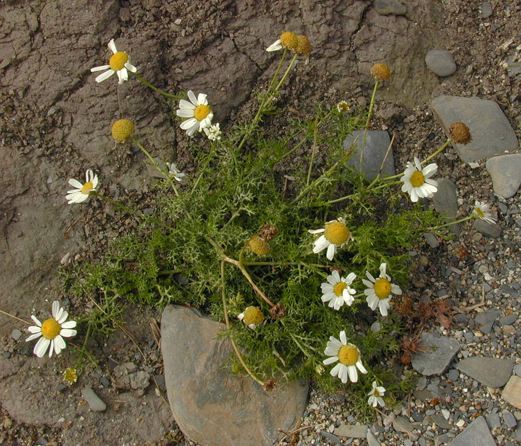 Image of false mayweed