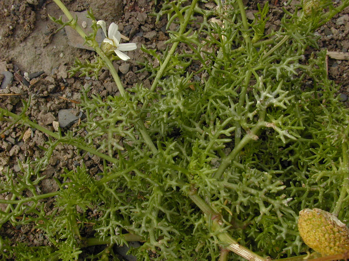 Image of false mayweed