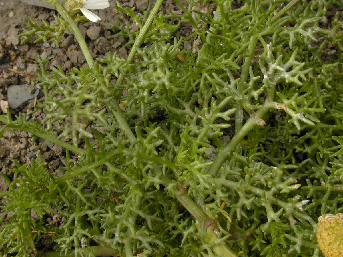 Sivun Tripleurospermum maritimum subsp. maritimum kuva