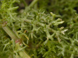 Sivun Tripleurospermum maritimum subsp. maritimum kuva