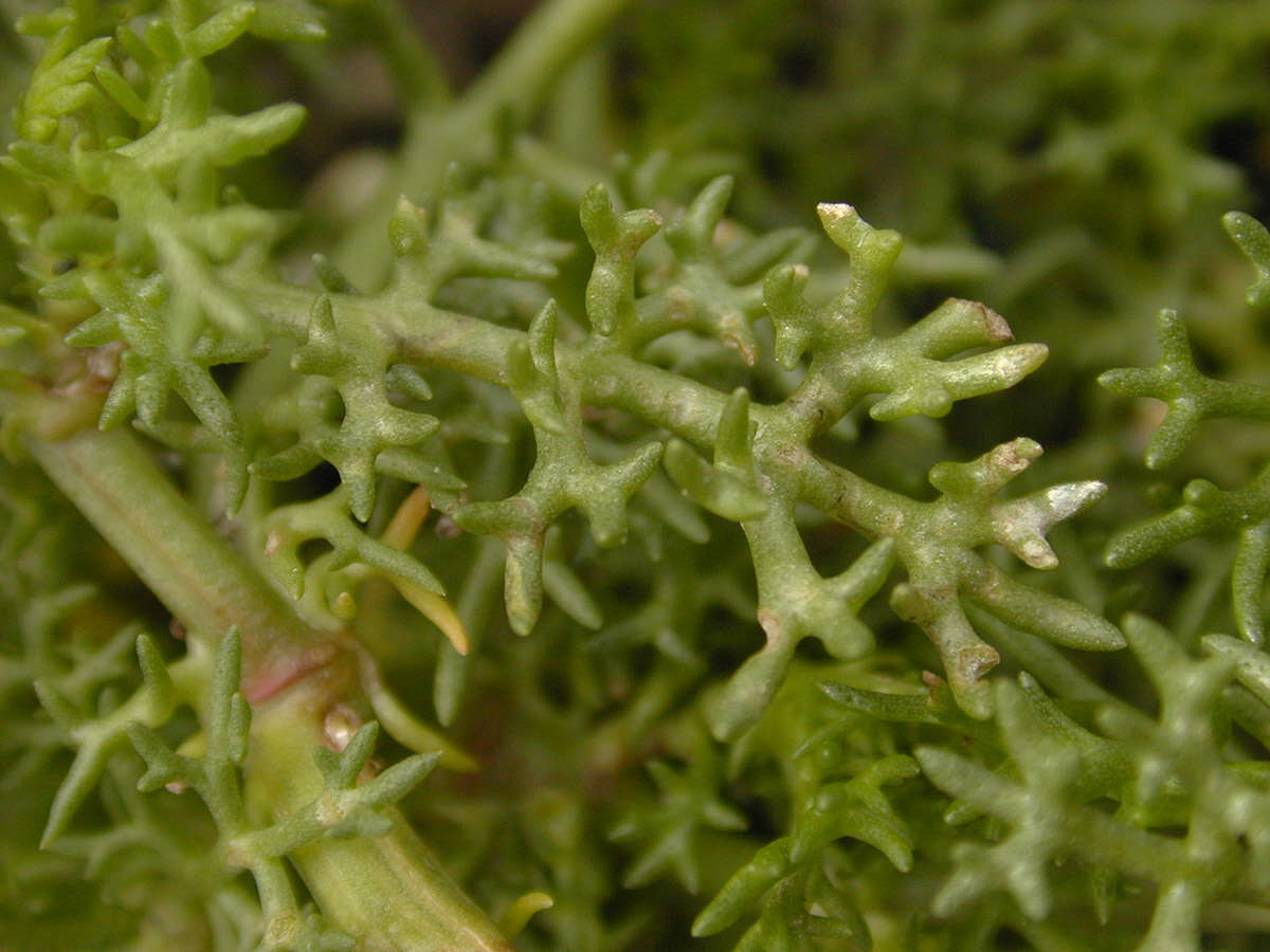 Image of false mayweed