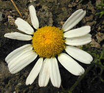 Sivun Tripleurospermum maritimum subsp. maritimum kuva