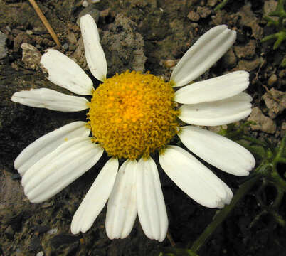 Image of false mayweed