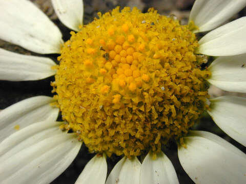 صورة Tripleurospermum maritimum subsp. maritimum