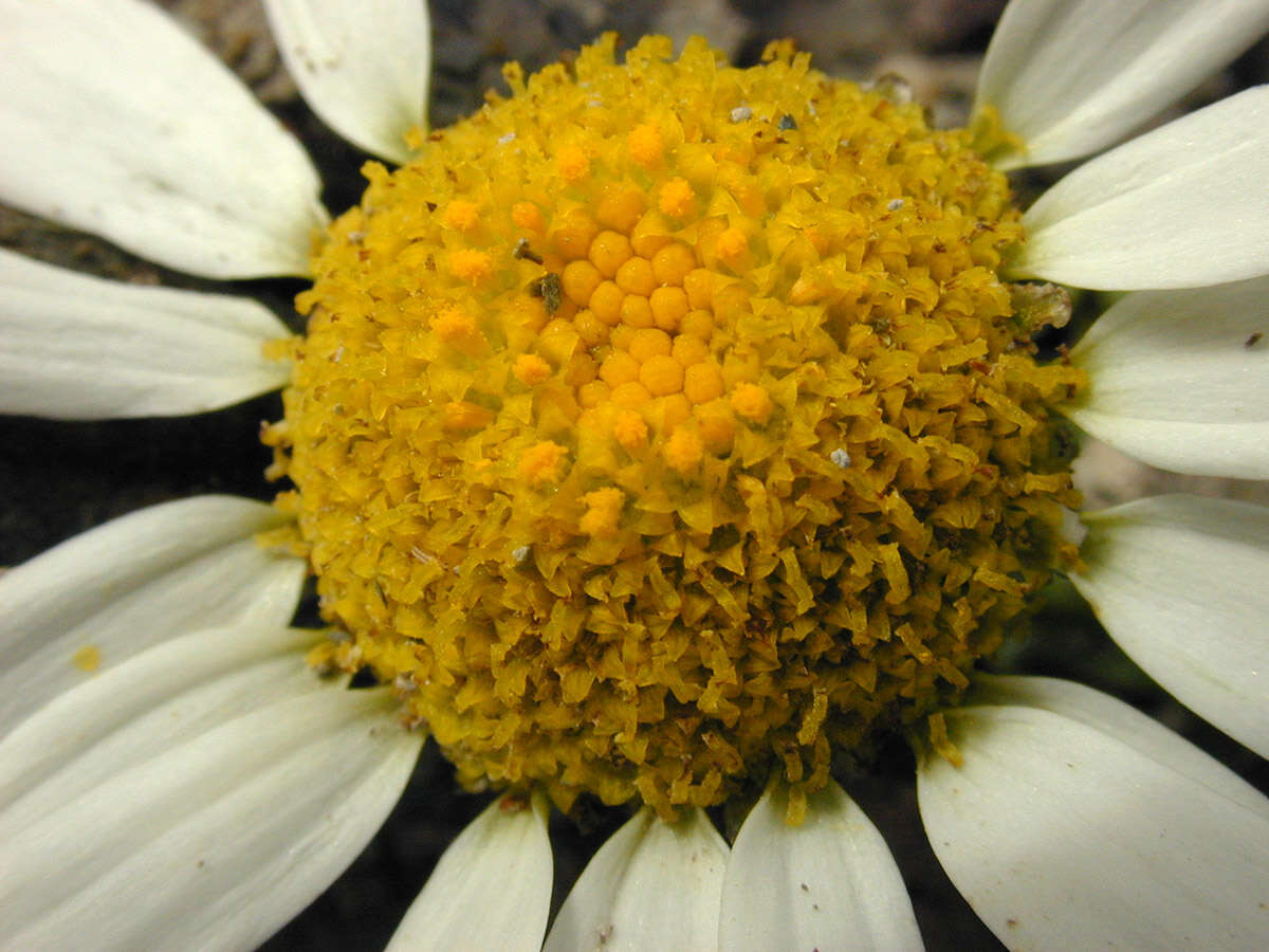 Sivun Tripleurospermum maritimum subsp. maritimum kuva