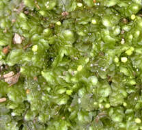 Image of Calypogeia muelleriana (Schiffn.) Müll. Frib.