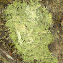 Image of cap lichen