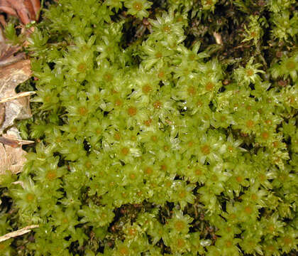 Image of horn calcareous moss