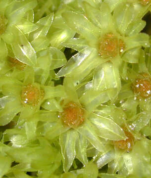 Image of horn calcareous moss