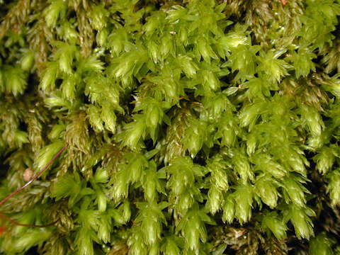 Image of horn calcareous moss