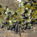 Image of Targionia hypophylla L.