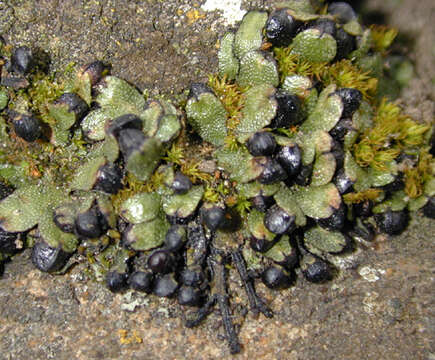 Image of Targioniaceae