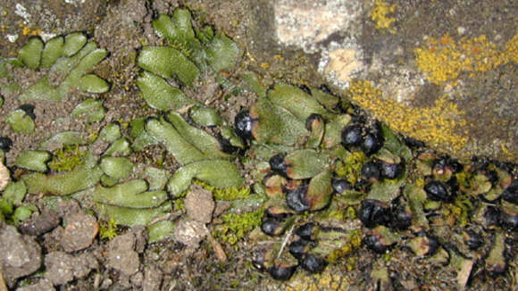 Image of Targioniaceae