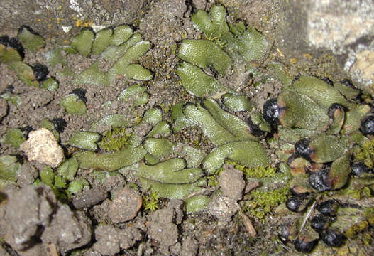 Image of Targioniaceae