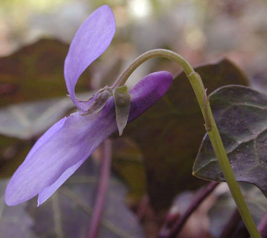 Image of early dog-violet