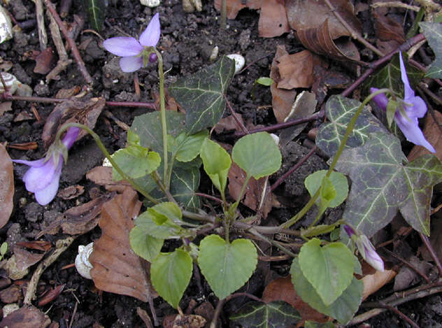 Image of early dog-violet