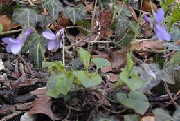 Image of early dog-violet