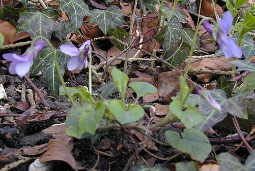 Image of early dog-violet