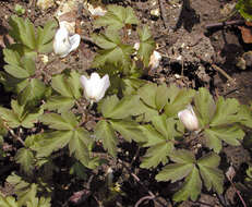 Image of European thimbleweed