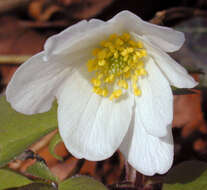 Image of European thimbleweed