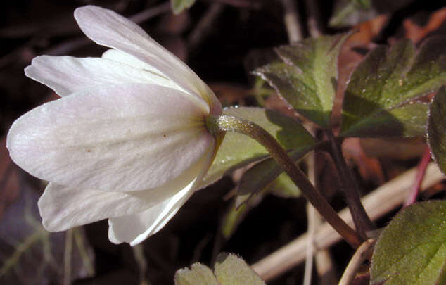 Image of European thimbleweed