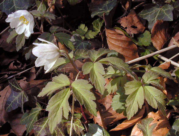 Image of European thimbleweed