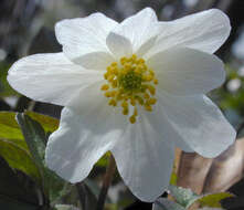 Image of European thimbleweed