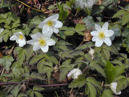 Image of European thimbleweed